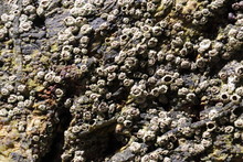 Lots Of Small Barnacles On Rock 