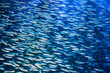 A school of anchovies swimming in the deep blue sea
