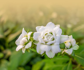 Poster - white flowers closeup