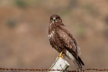 Poster - Common Buzzard, (Buteo buteo) bird in the natural habitat.