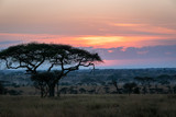 Fototapeta Sawanna - タンザニア・セレンゲティ国立公園の、朝焼けと広大な空