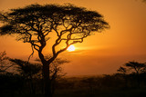 Fototapeta Sawanna - タンザニア・セレンゲティ国立公園の、色鮮やかな朝焼けとアカシアの木