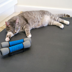 Wall Mural - A gray cat winks on a yoga Mat next to a pair of athletic dumbbells. Concept of fitness training and yoga for the coronavirus pandemic.