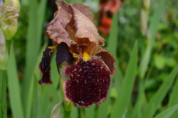 Violet iris flowers Closeup on blurredgreen garden blackground. Beautiful nature background. Brown iris flowersare growing in garden