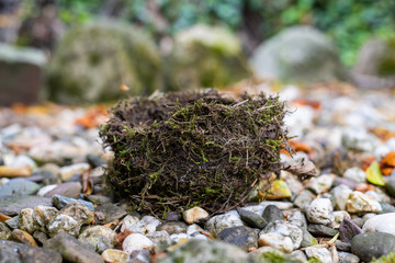 Wall Mural - A bird's nest that has fallen out  of the tree and has a hole made of natural materials lies on small stones in a garden