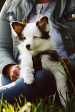 Close Up Portrait Of A Mini Australian Shepherd Puppy