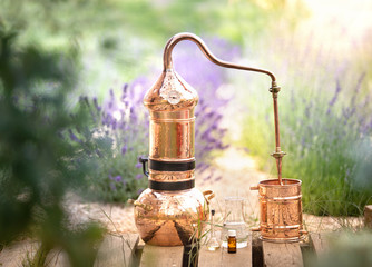 Distilling apparatus alembic with esential oil between of lavender field lines.