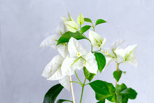 White Bougainvillea Flowers In White Flower Pot. Gray On Background