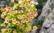 Cypress milkweed flower. Euphorbia cyparissias or hispida, mountain background