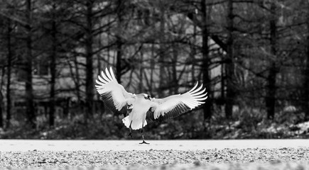 Wall Mural - Japanese Crane is lending on the snow. Japan. Hokkaido. Tsurui.  