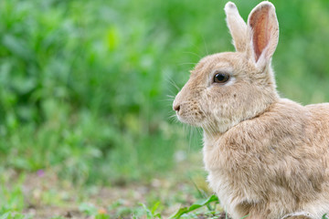 Wall Mural - Blond wild rabbit sitting in the green grass, wildlife photo, Dutch wildlife photography, rabbit photo, Dutch nature