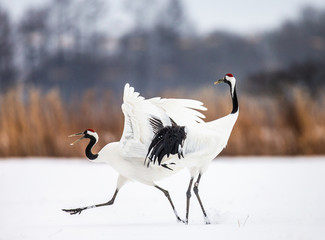 Wall Mural - Two Japanese Cranes are dancing on the snow. Japan. Hokkaido. Tsurui.  