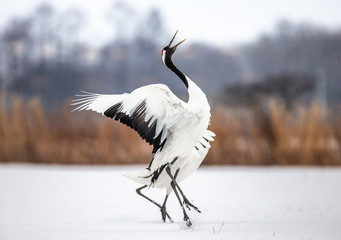 Wall Mural - Japanese crane is standing in the snow and spread its wings. Japan. Hokkaido. Tsurui.