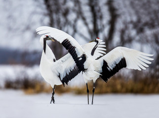 Wall Mural - Two Japanese Cranes are dancing on the snow. Japan. Hokkaido. Tsurui. 