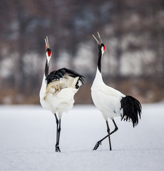 Wall Mural - Two Japanese cranes are walking together in the snow and scream mating sounds. Japan. Hokkaido. Tsurui.  