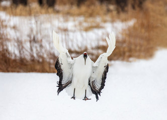 Wall Mural - Japanese Crane is lending on the snow. Japan. Hokkaido. Tsurui.  