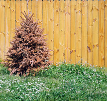 Dead Christmas Tree In Clover Patch Against Brown Wood Fence With Copyspace On Right Side Of Fence.