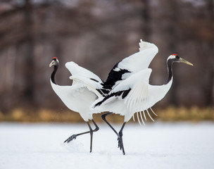 Wall Mural - Two Japanese Cranes are dancing on the snow. Japan. Hokkaido. Tsurui.  