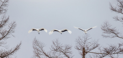 Wall Mural - Group of Japanese cranes in flight. Japan. Hokkaido. Tsurui.