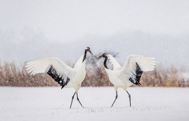 Wall Mural - Two Japanese Cranes are dancing on the snow. Japan. Hokkaido. Tsurui.  