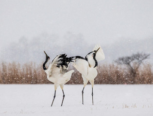 Wall Mural - Two Japanese Cranes are dancing on the snow. Japan. Hokkaido. Tsurui.  