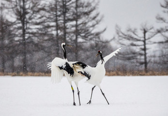 Wall Mural - Two Japanese Cranes are dancing on the snow. Japan. Hokkaido. Tsurui.  