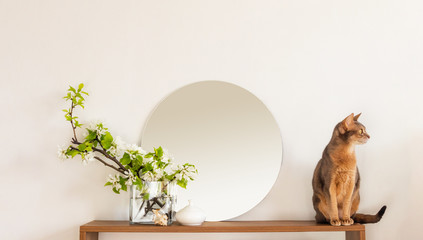 Cat white living room minimalist interior shelf mockup. Decoration living room home interior. Cozy interior shelf round mirror flower vaze. Room cat modern white empty wall. Copy space backdrop design