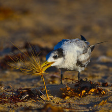 A Tern Playing With A Tumbleweed On The Beach At Dawn - Square