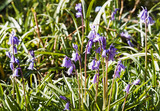 Fototapeta Tęcza - Common Bluebell, Hyacinthoides non-scripta flowering in the UK