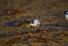 A Tern Playing With A Tumbleweed On The Beach At Dawn - Landscape