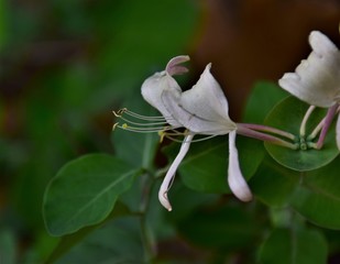 Wall Mural - white rose bud