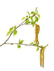 Wall Mural - Spring birch branch with catkins.