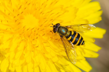 The macro shot of the beautiful fly like bee eating nectar on the yellow dandelion flower in the sunny summer or spring weather