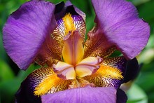 Close-up Full Bloom View Of A Purple And Yellow Bearded Iris Flower