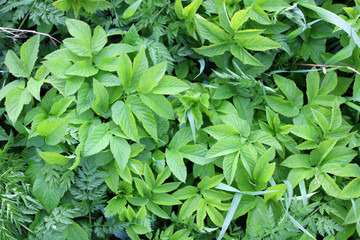 Natural background of wild meadow plants. Green grass and leaves texture background