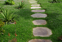 Flagstone Garden Path Through Green Ground Cover And Aloe Plants