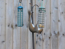 A Photograph Of An Outdoors Bird Feeder With Fat Ball Food, With A Squirrel Holding On Upside Down.  Wooden Fence Panel Background