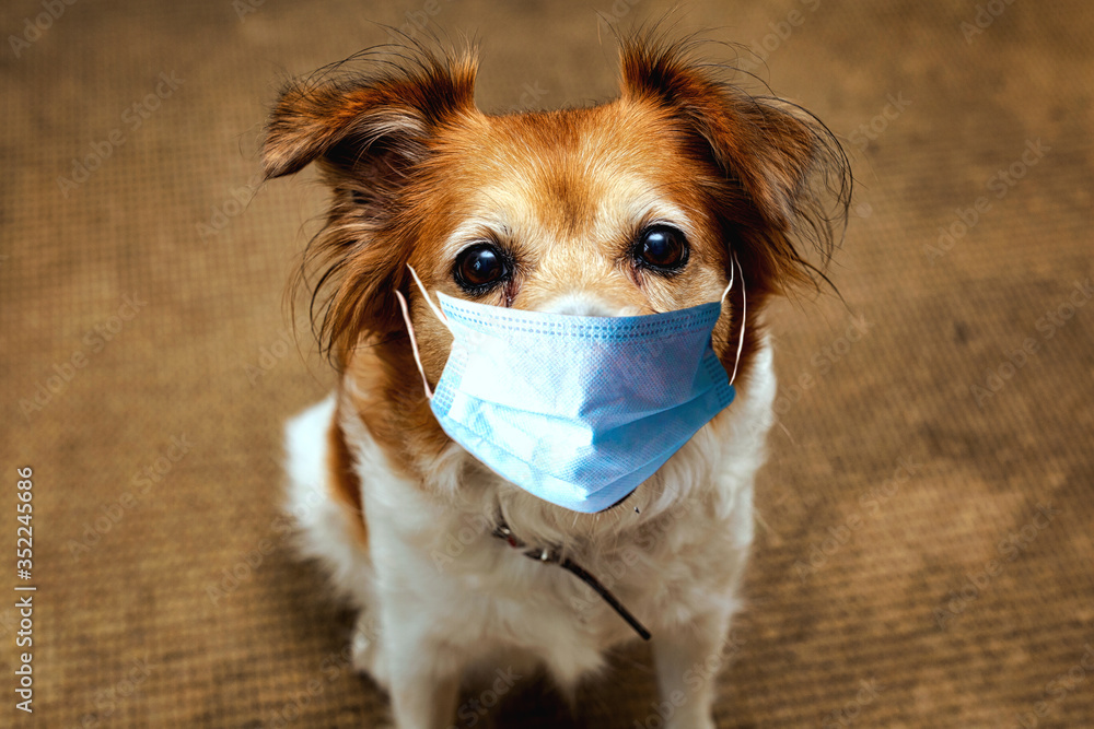 Dog wearing safety mask for protect Corona virus, covid 19 protection mask on cute brown dog, - obrazy, fototapety, plakaty 
