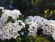 © YuliyaFil - White flowers of the spirea shrub.
