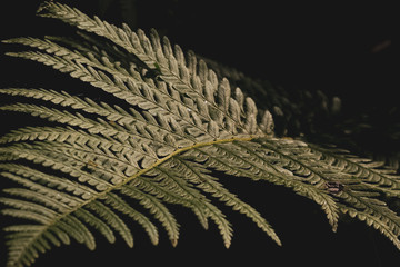 Wall Mural - Close up of bracken against dark background