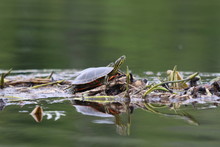 Painted Turtle On A Log