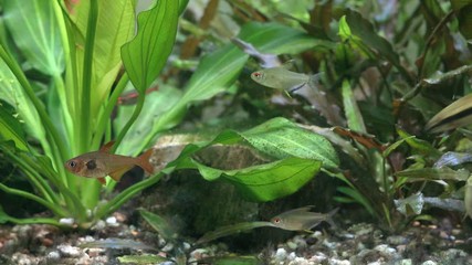 Canvas Print - Freshwater aquarium with fish that swim on the background of green plants Echinodorus and Cryptocoryne. Underwater macro nature nature, rest and relaxation concept. Shallow depth of field.