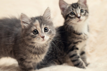 Wall Mural - Two cute kittens on a cream fluffy fur blanket