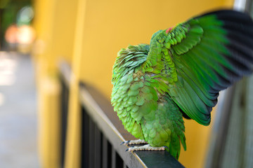 Green parrot close-up portrait. Bird park, wildlife