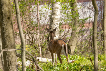 Wall Mural - white-tailed deer in spring forest.