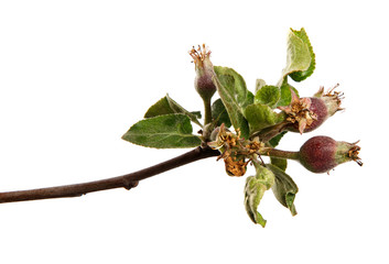 Wall Mural - Apple tree branch with leaves and young fruits isolated on a white background, close-up. Fruit tree sprouts, isolate