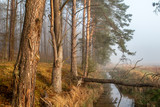 Fototapeta  - Skraj lasu we mgle z rowem melioracyjnym