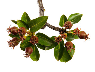 Wall Mural - Pear tree branch with green leaves and young fruits, isolated on white background, close-up. Fruit tree sprouts, isolate