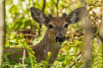 Canvas Print - White-tailed deer  in spring forest.