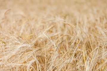 ripe Golden wheat in the field, wheat ears